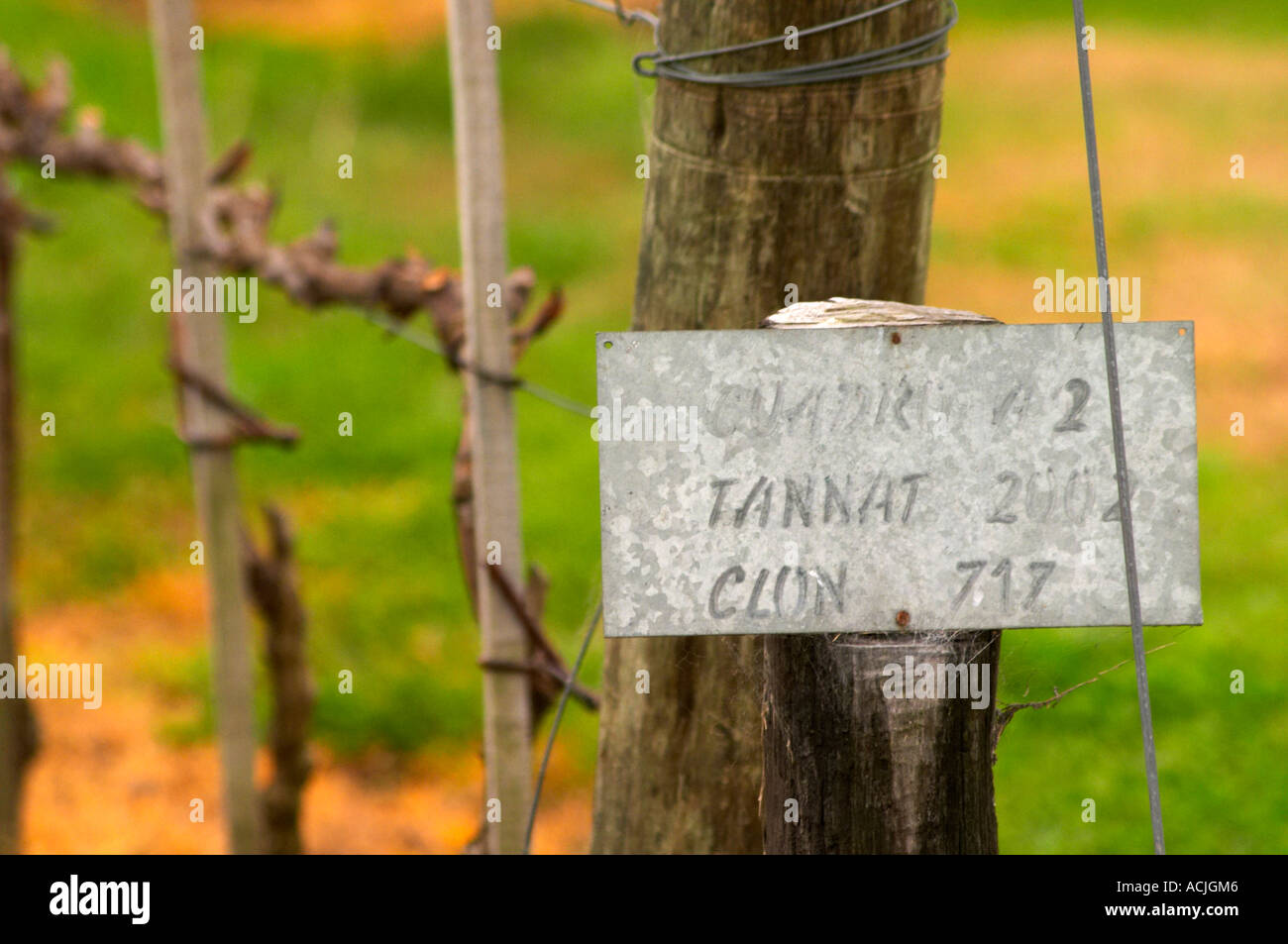 Le vignoble avec une affiche disant que le Tannat est planté en 2002 avec clone 717 Bodega Bouza Winery, Canelones, Montevideo, Uruguay, Amérique du Sud Banque D'Images