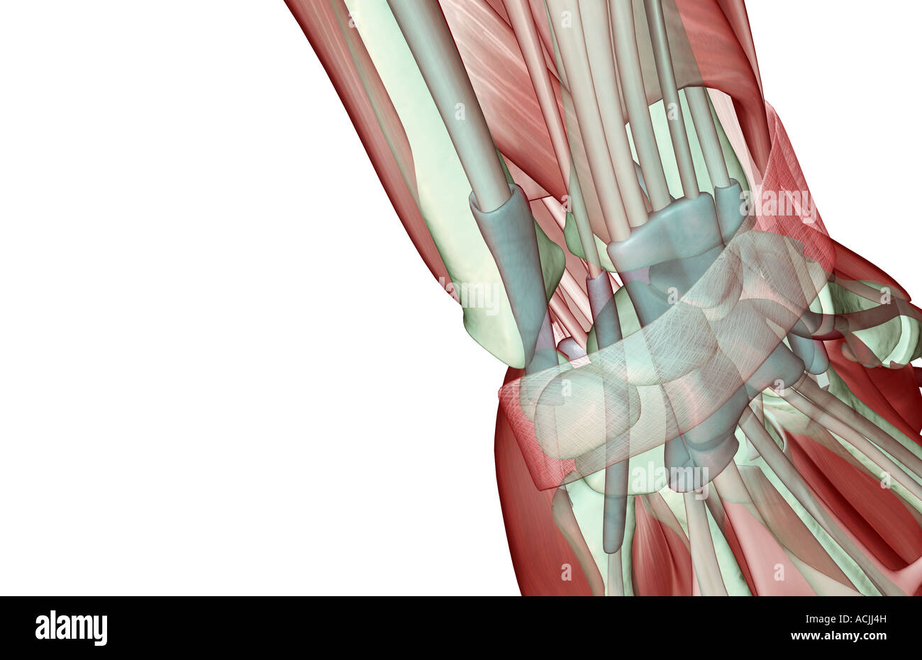 Le musculoskeleton du poignet Banque D'Images