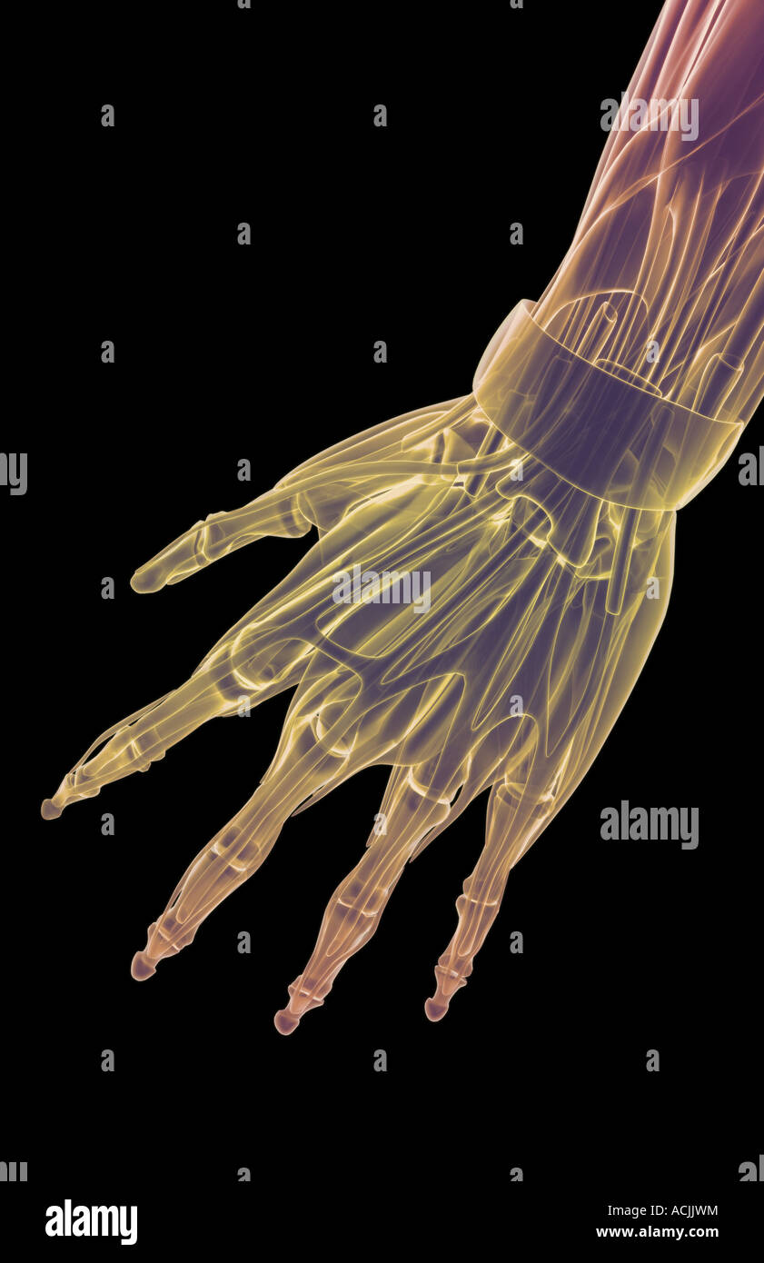 Les muscles de la main Banque D'Images