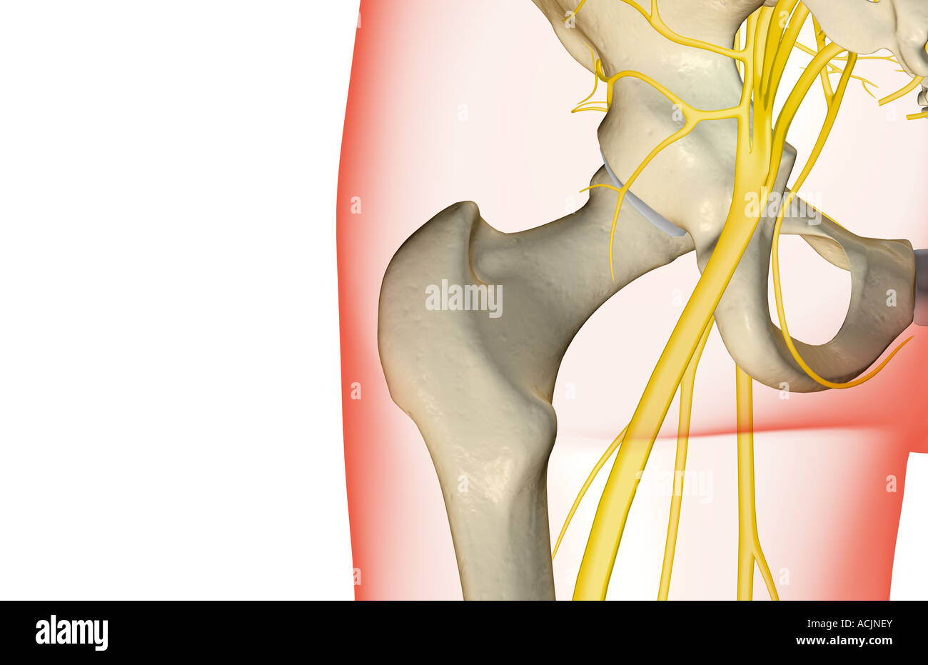 Les nerfs de la hanche Banque D'Images