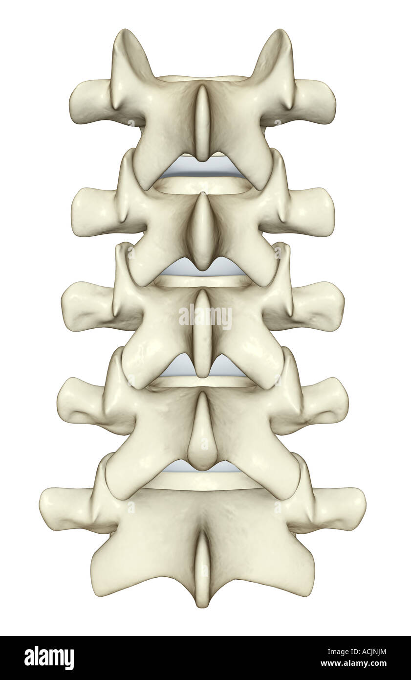 Les vertèbres lombaires Banque D'Images