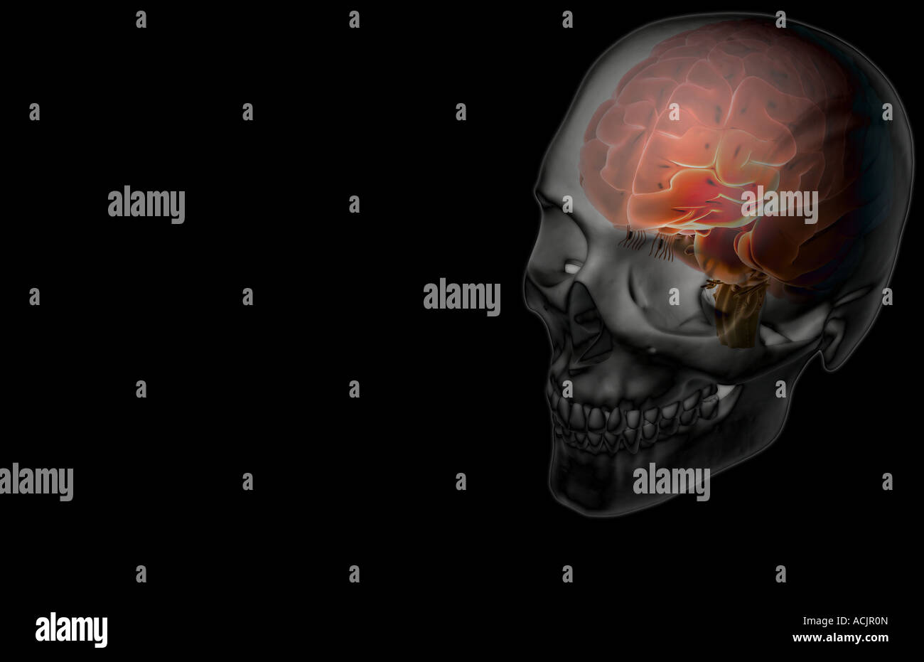 Le cerveau Banque D'Images