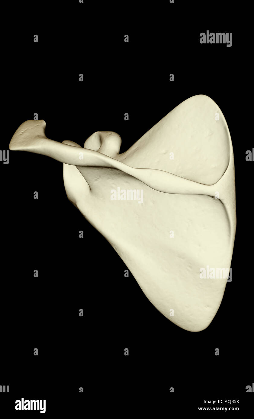 L’omoplate Banque D'Images