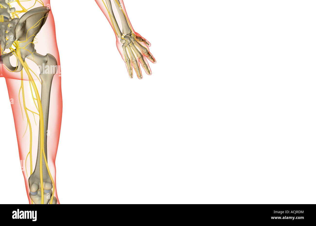 Les nerfs de la hanche Banque D'Images