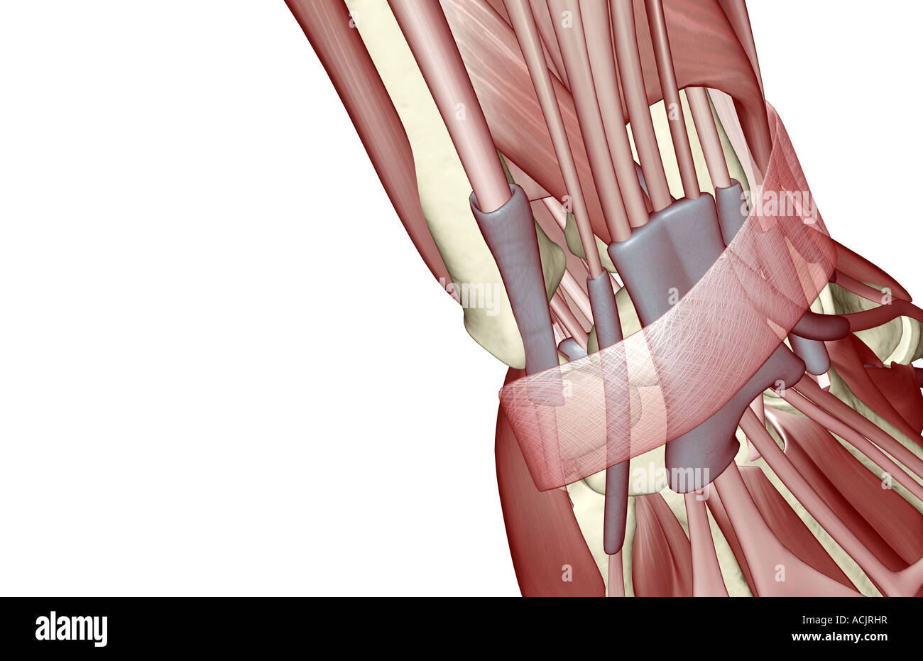 Les muscles du poignet Banque D'Images