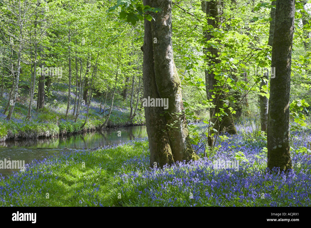 Bluebells sur la rive de la rivière Sorn, Bridgend, Isle of Islay, Argyll and Bute, Ecosse Banque D'Images