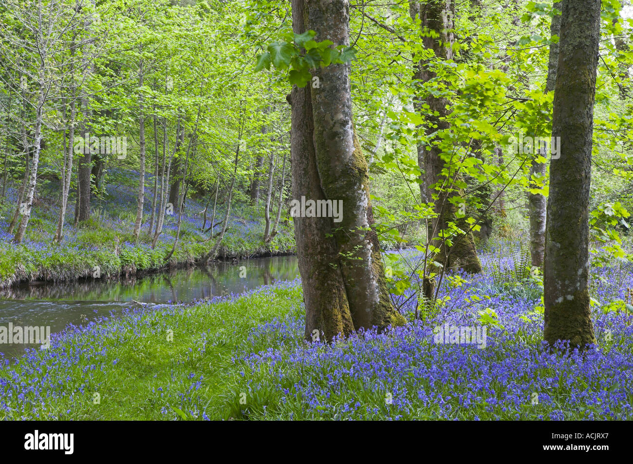 Bluebells sur la rive de la rivière Sorn, Bridgend, Isle of Islay, Argyll and Bute, Ecosse Banque D'Images