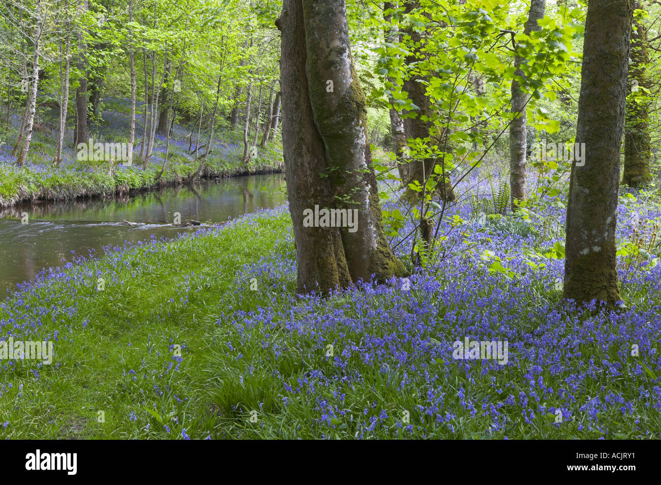 Bluebells sur la rive de la rivière Sorn, Bridgend, Isle of Islay, Argyll and Bute, Ecosse Banque D'Images