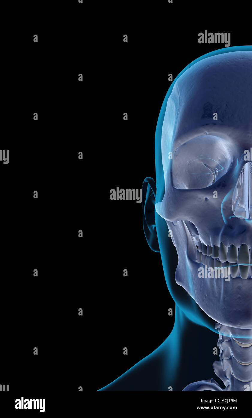 Les os du visage Banque D'Images