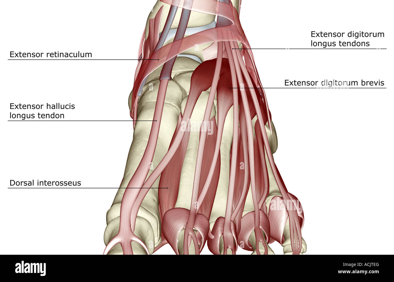 Les muscles du pied Photo Stock Alamy