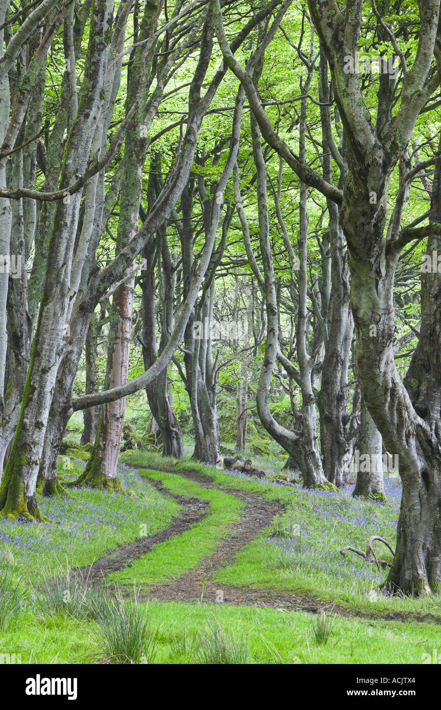 La voie à travers des bois de hêtre et de jacinthes, près de Port Ellen, Isle of Islay, Argyll and Bute, Ecosse Banque D'Images