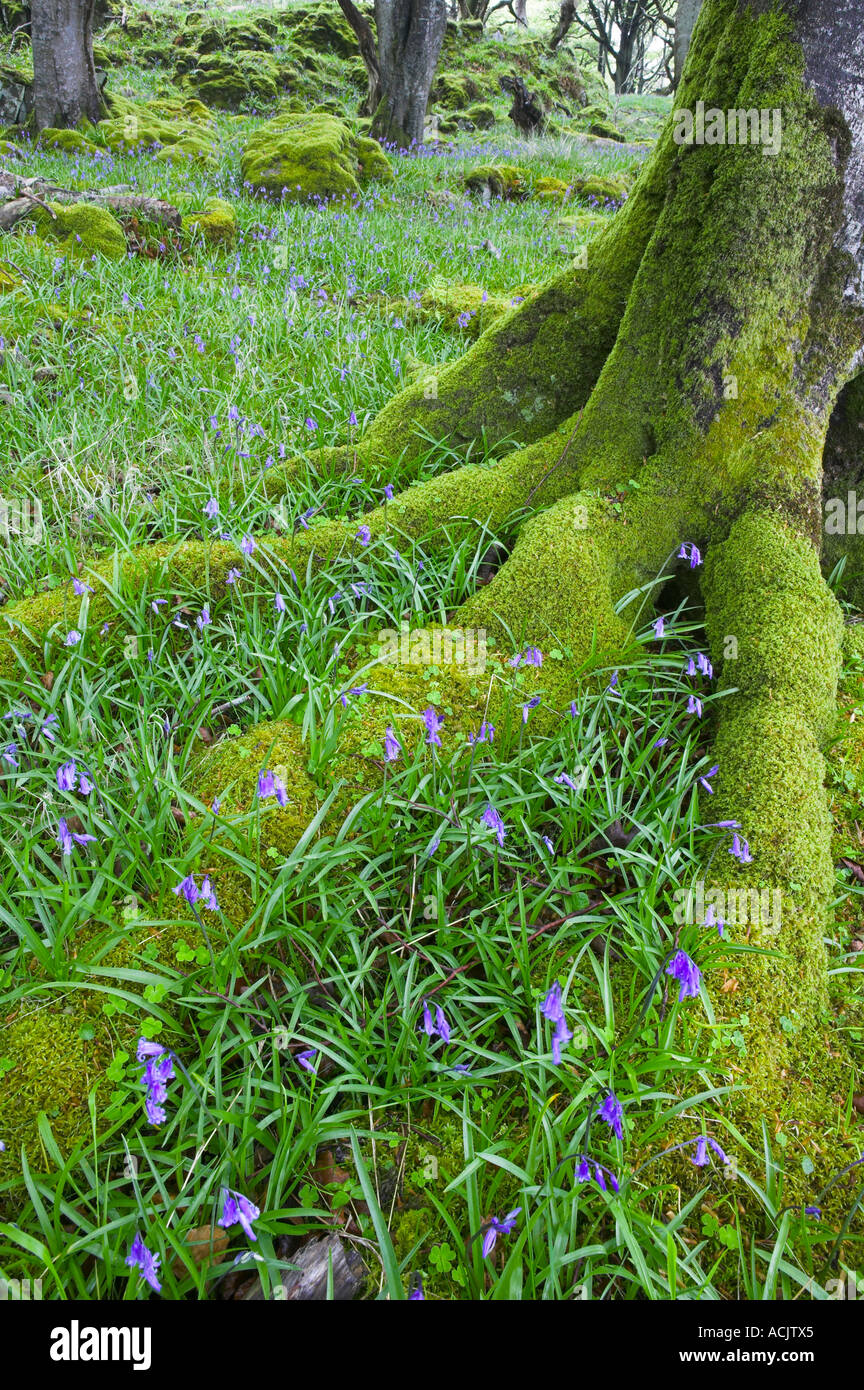 Jacinthes et tronc d'arbre dans les bois près de Port Ellen Isle of Islay Argyll and Bute, Ecosse Banque D'Images