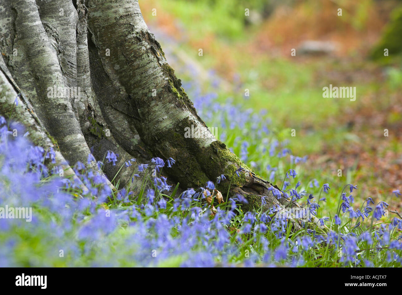 Bluebells, Hyacinthoides non scripta au tronc d'un arbre dans un bois Banque D'Images