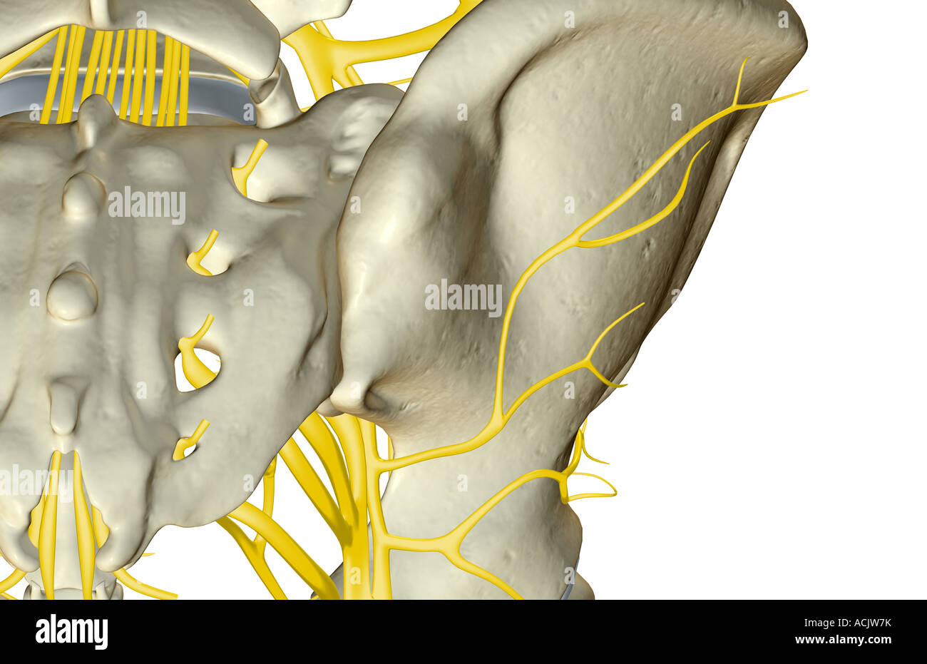 Les nerfs de la hanche Banque D'Images