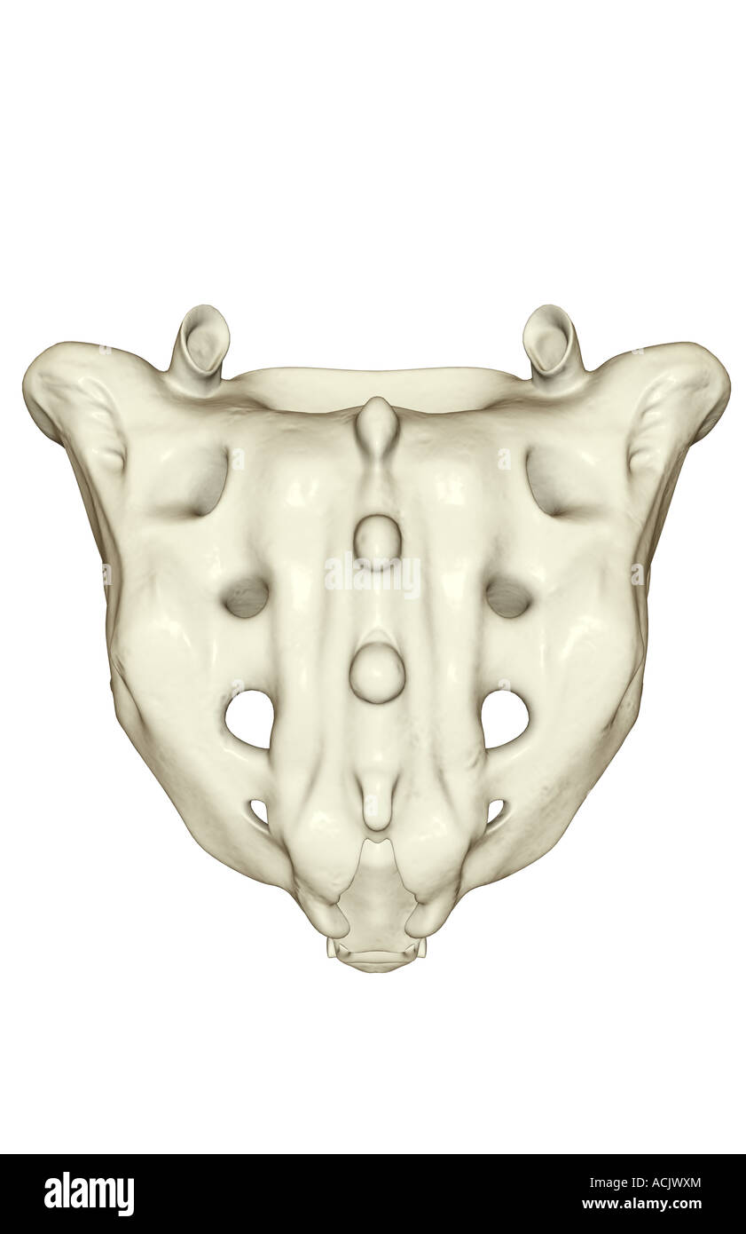 Le sacrum Banque D'Images