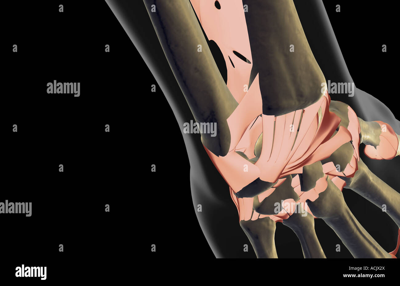 Les ligaments du poignet Banque D'Images