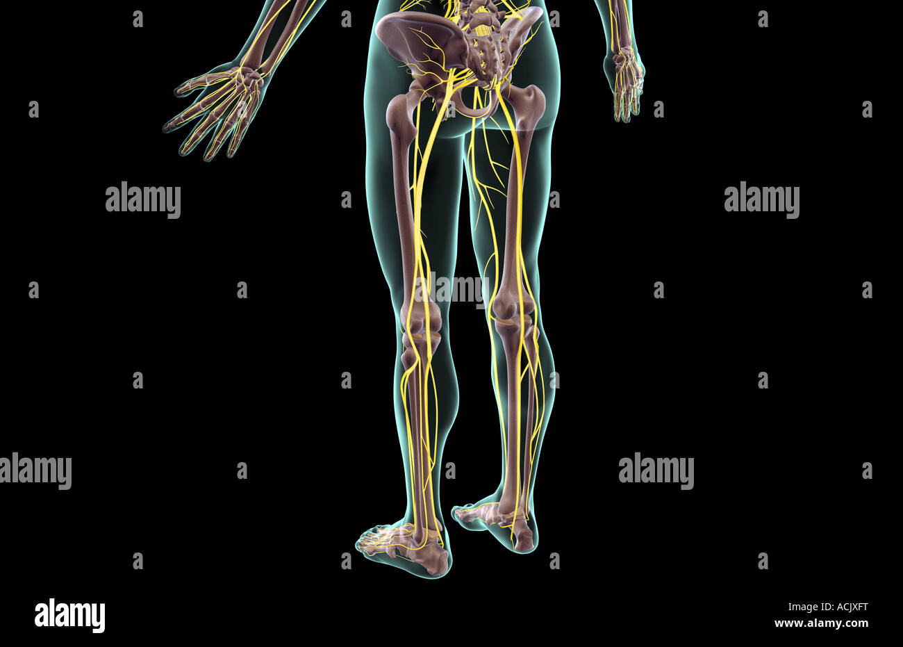 Les nerfs de la partie inférieure du corps Banque D'Images