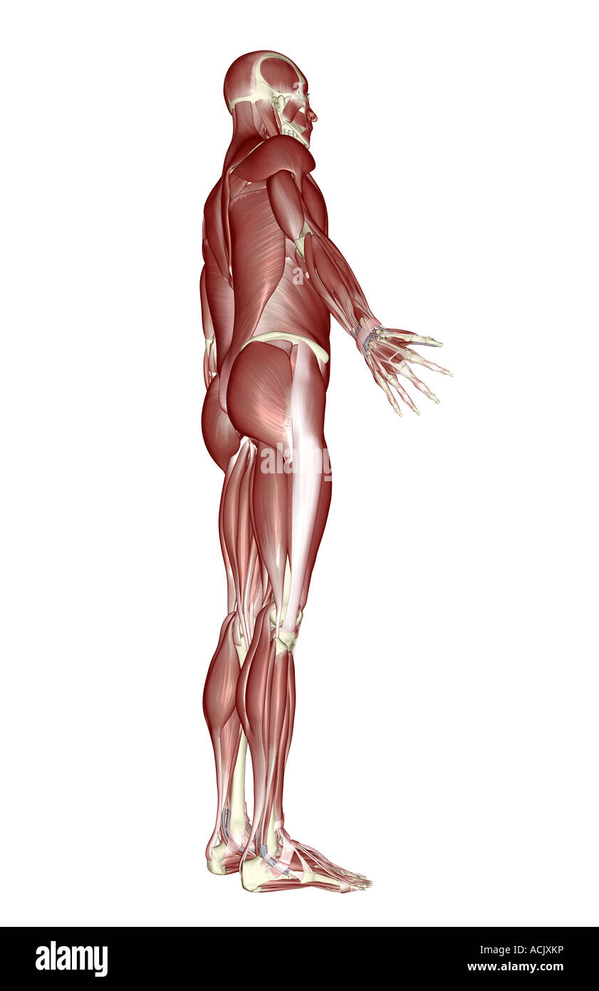 Le système musculaire Banque D'Images