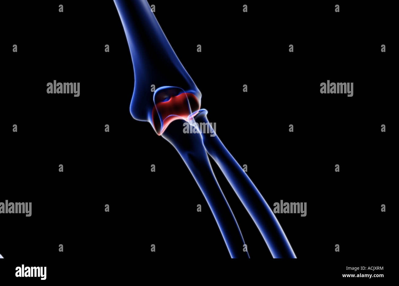 Les os du coude Banque D'Images