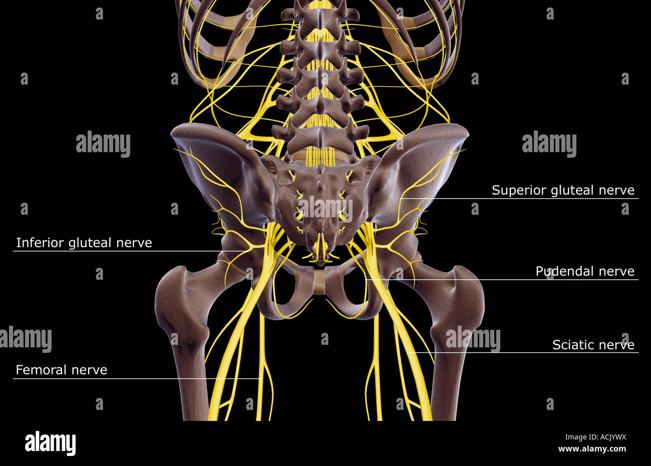 Les nerfs de la partie inférieure du corps Banque D'Images