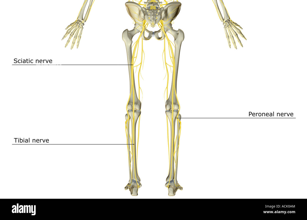 Les nerfs de la partie inférieure du corps Banque D'Images