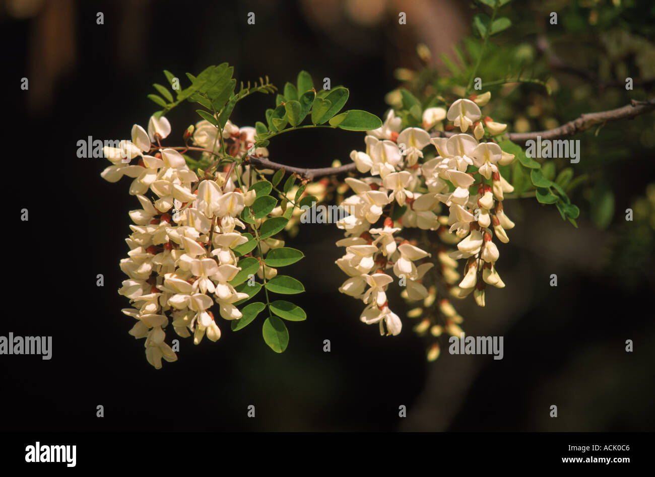 Faux acacia Robinia pseudacacia inflorescence Alicante Espagne Banque D'Images