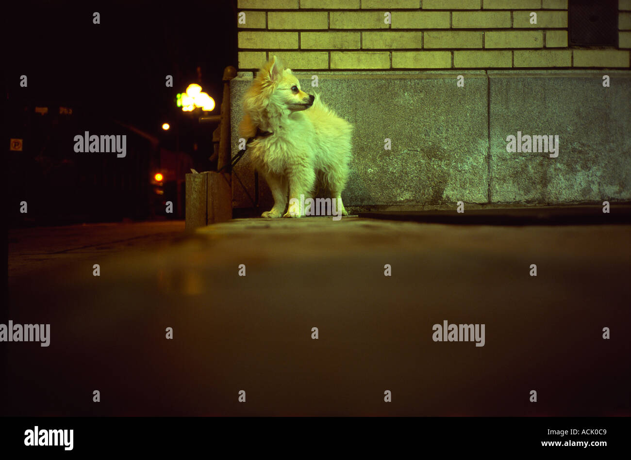 Un petit chien debout sur un coin de rue Banque D'Images