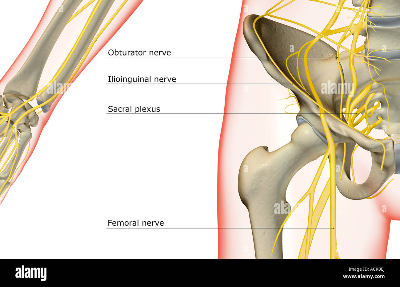 Les nerfs de la hanche Photo Stock - Alamy