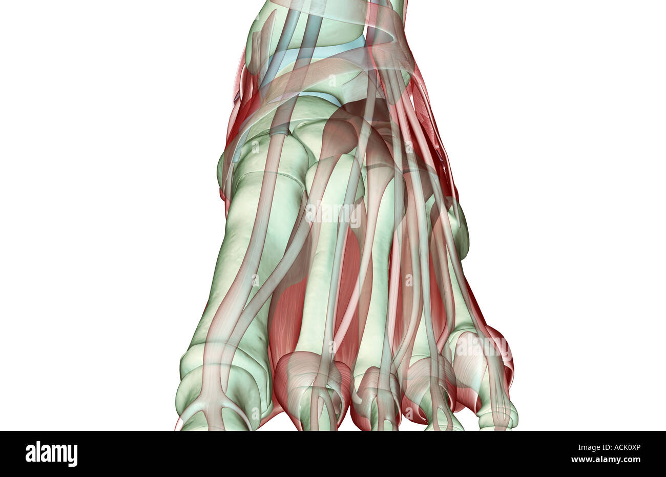 Le musculoskeleton du pied Banque D'Images