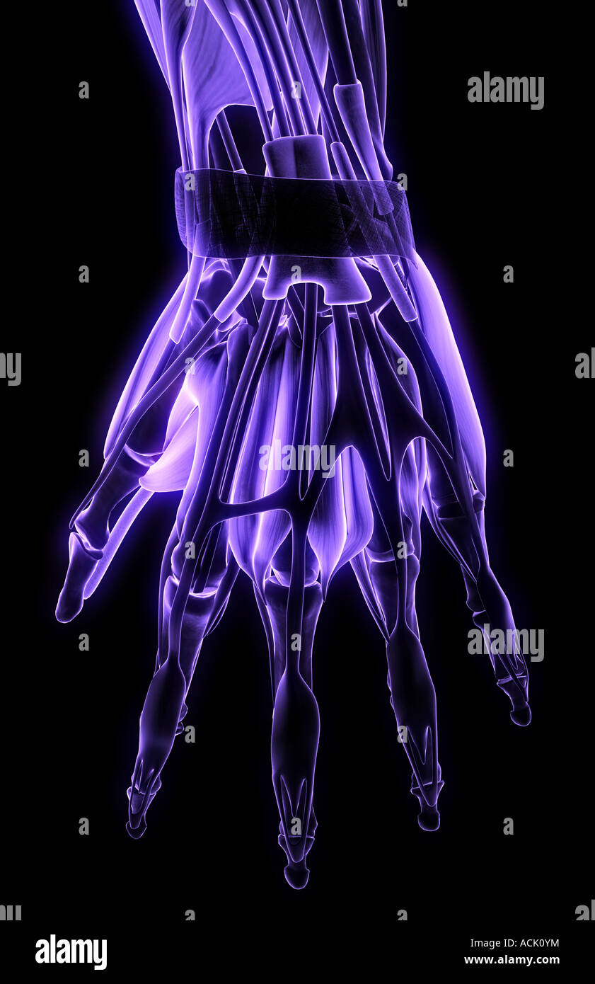 Les muscles de la main Banque D'Images