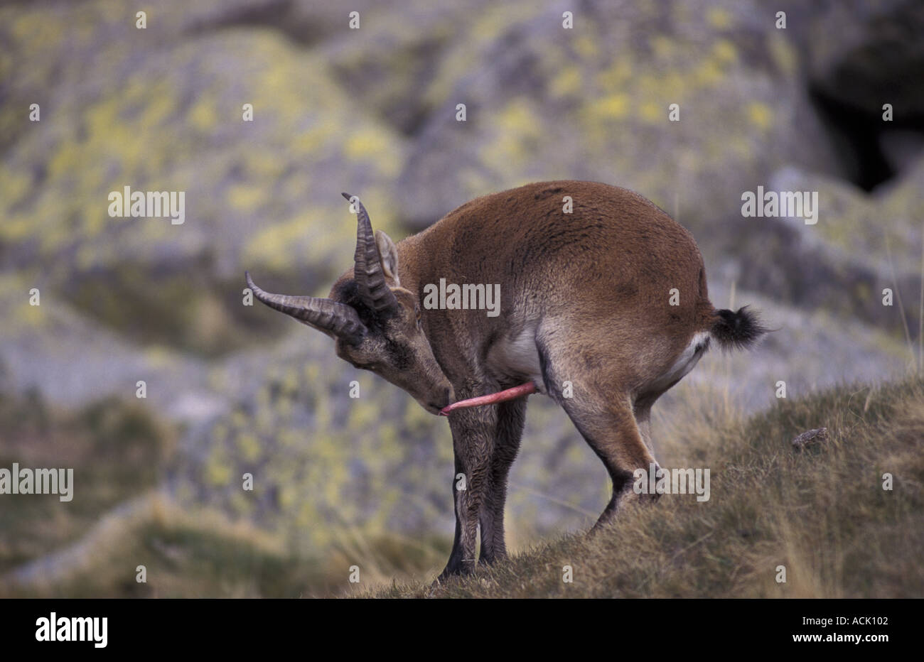 Ibex espagnol chèvre sauvage léchant pénis Capra pyrenaica Espagne Banque D'Images