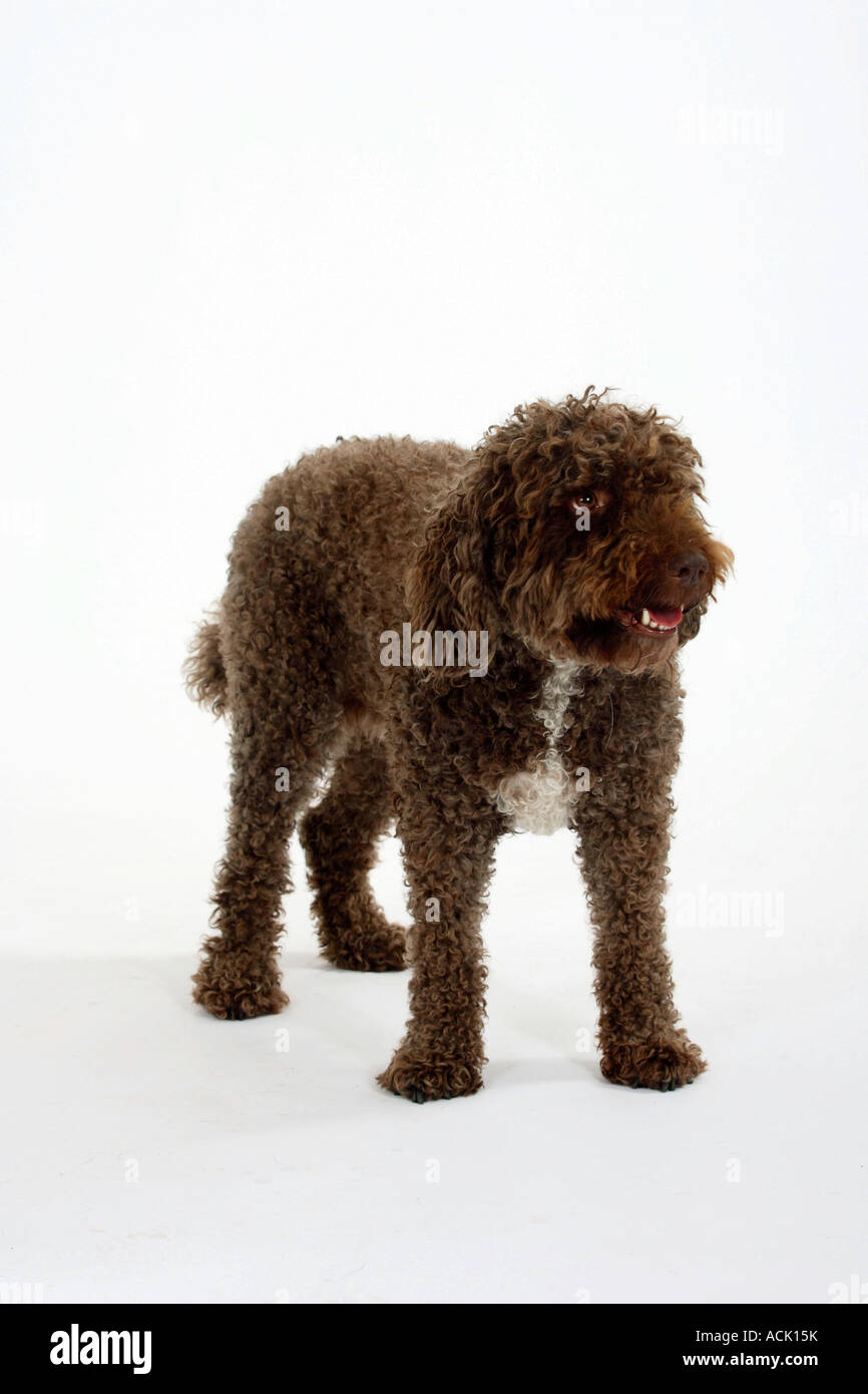 Perro de Agua Espanol chien d'eau Espagnol Banque D'Images