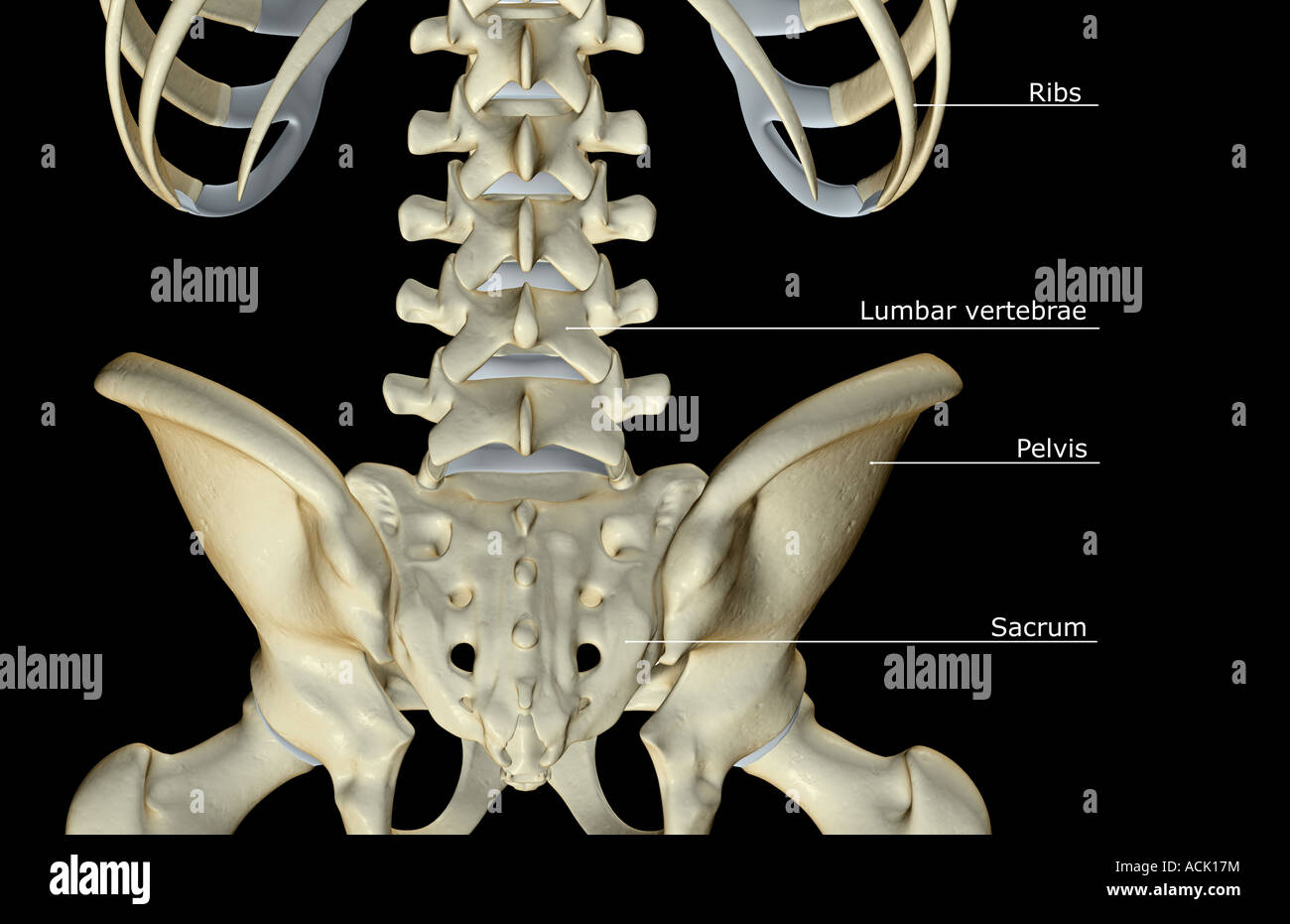 Les os du bas du dos Photo Stock - Alamy