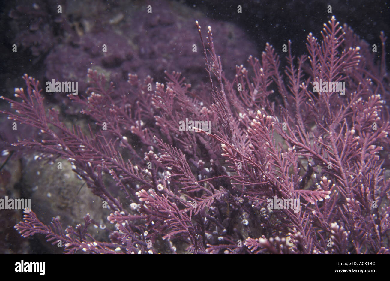 Coralline Corallina officinalis Jersey Channel Isles UK St Ouens Banque D'Images