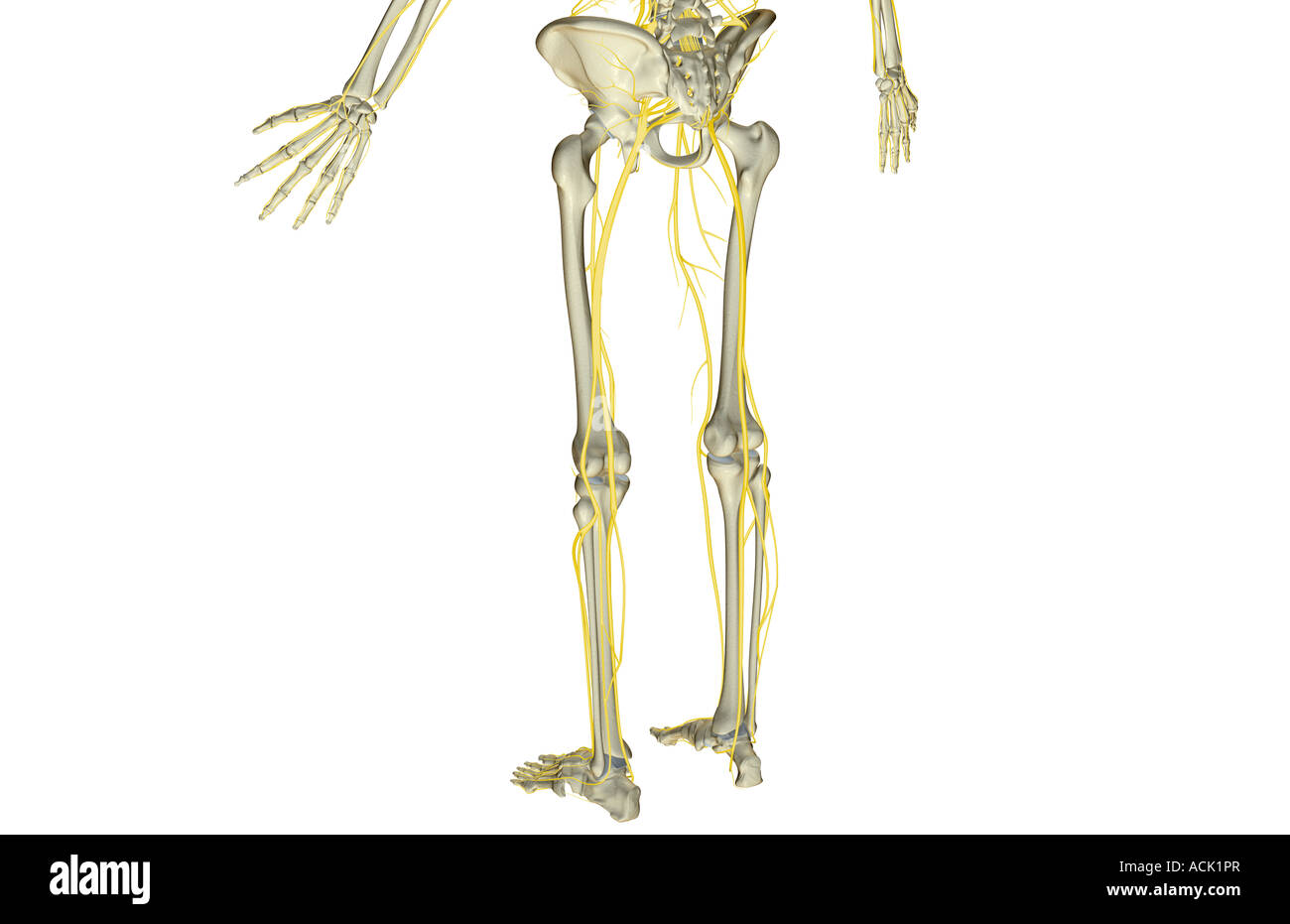 Les nerfs de la partie inférieure du corps Banque D'Images