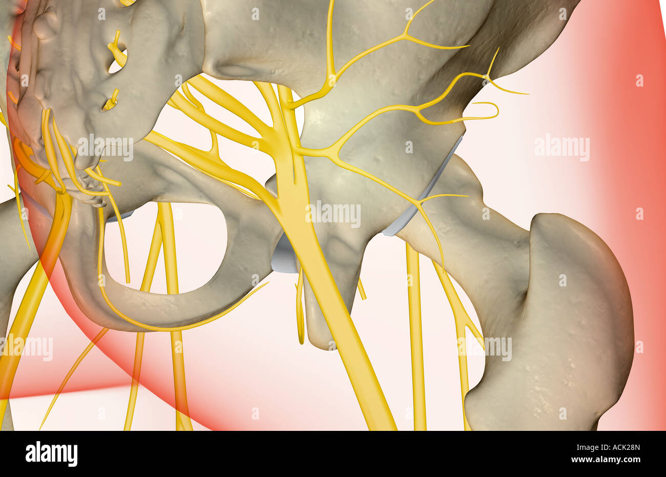 Les nerfs de la hanche Banque D'Images