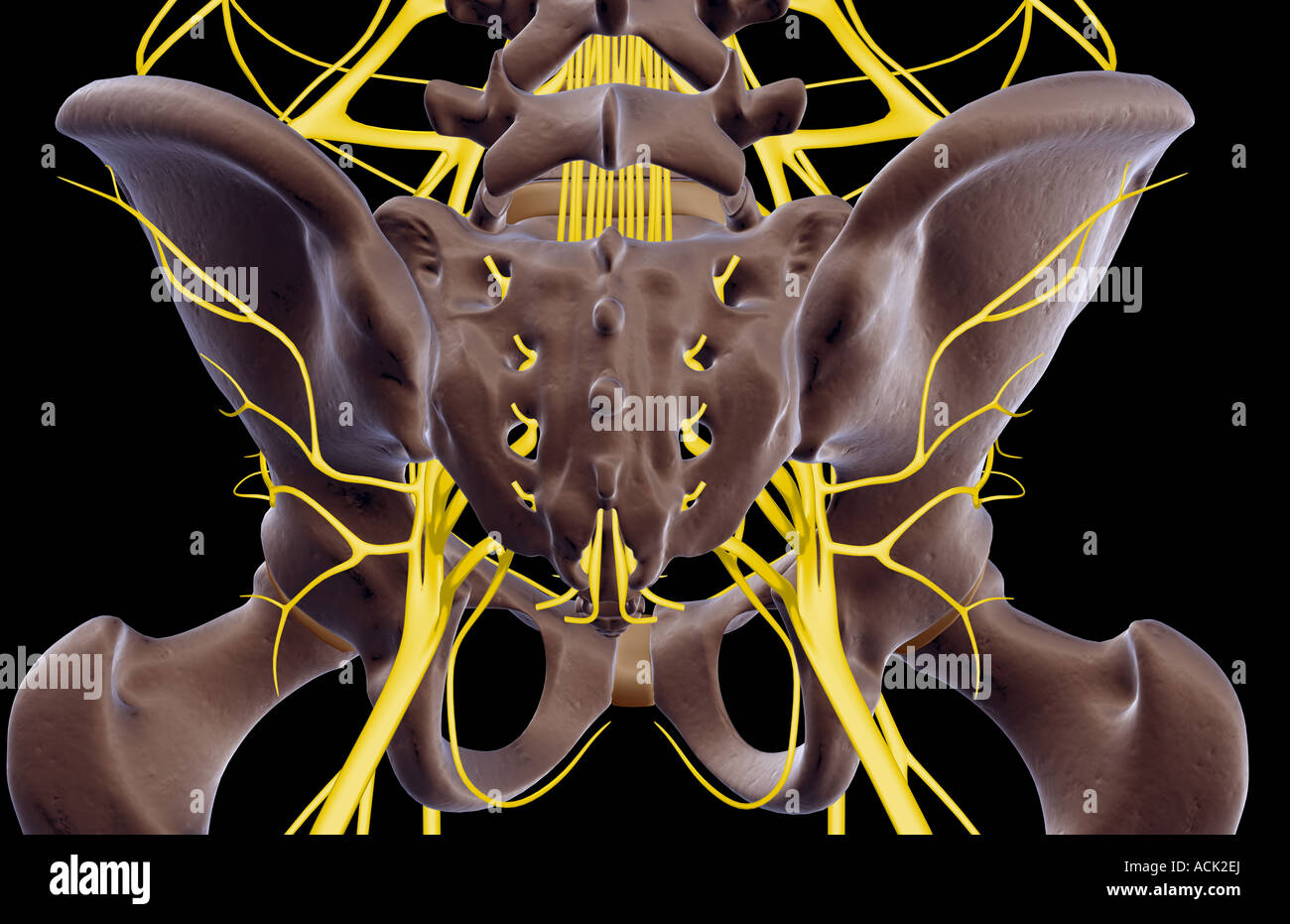 Les Nerfs du pelvis Banque D'Images