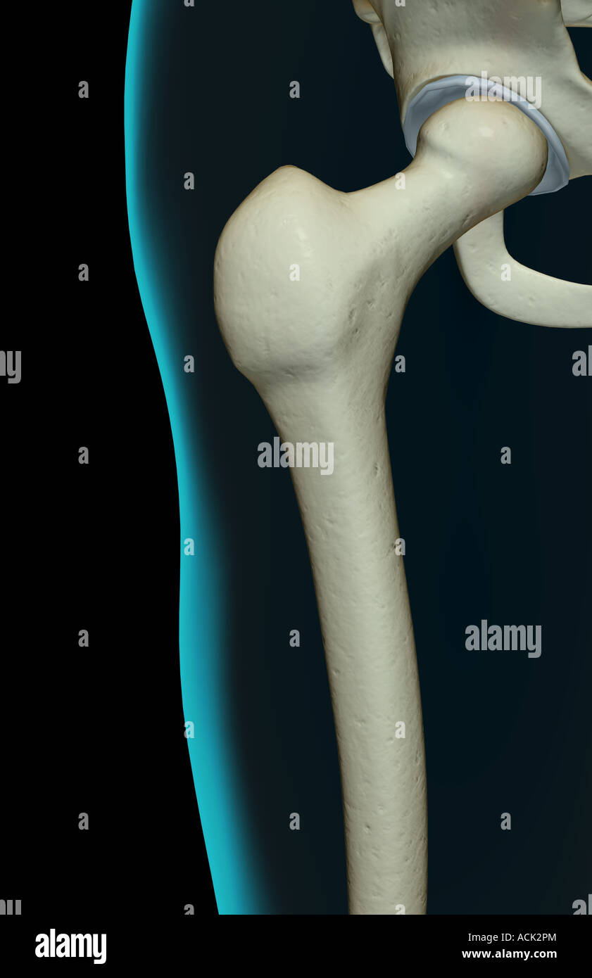 Les os de la hanche Banque D'Images