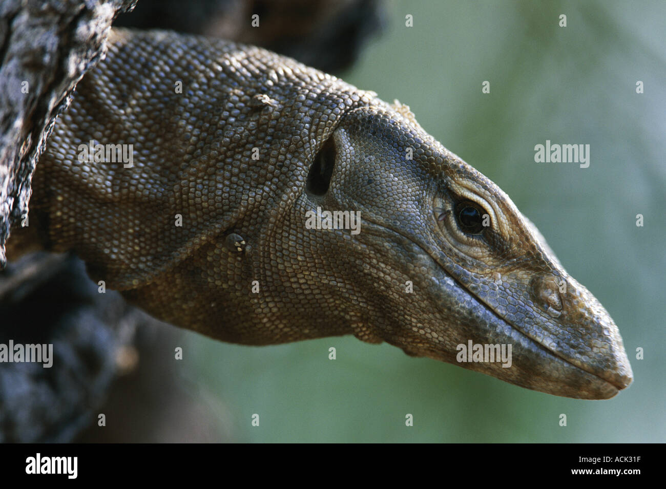 Varan du Bengale tête portrait Varanus Keoladeo Ghana Inde NP benghalensis Banque D'Images