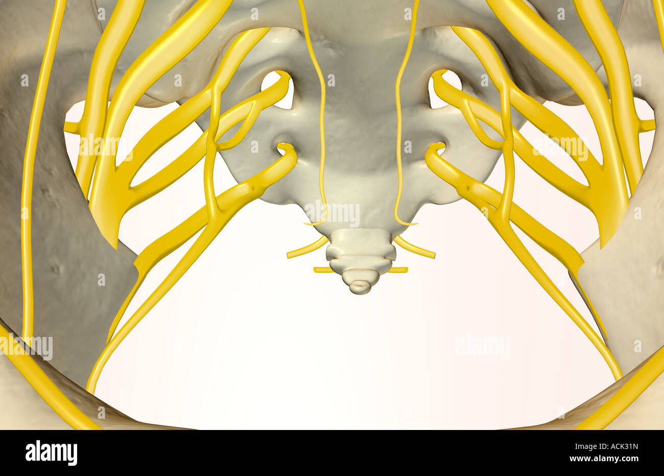 Les Nerfs du pelvis Banque D'Images