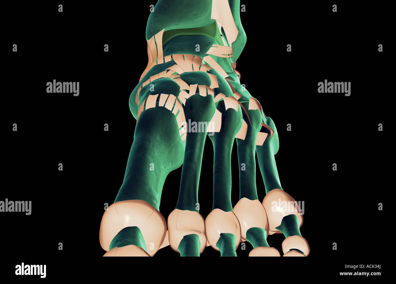 Les ligaments du pied Banque D'Images