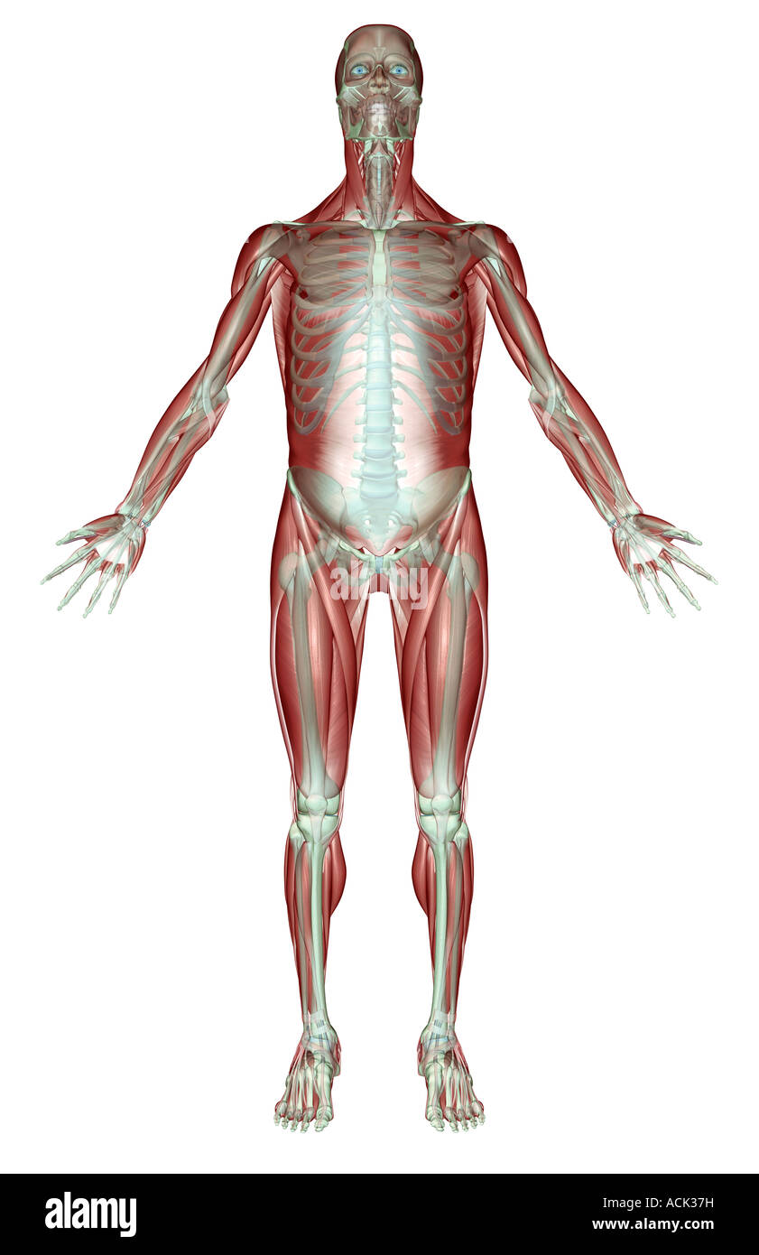Le système musculo-squelettique Banque D'Images