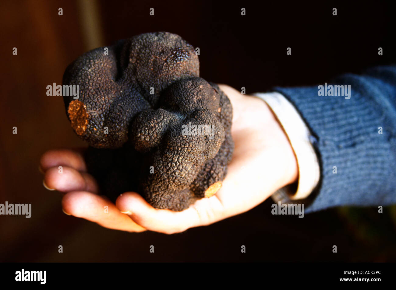 Hugues Martin, le propriétaire de l'exploitation agricole une gigantesque de truffes du Périgord noir frais truffe dans sa main, pesant environ 700 grammes Midi de la Bergerie (Truffière) truffes farm Ste Foy de Longas Dordogne France Banque D'Images