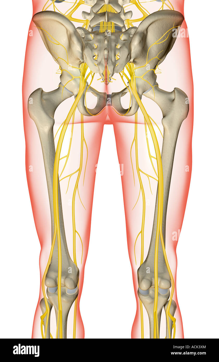 Les nerfs du membre inférieur Banque D'Images