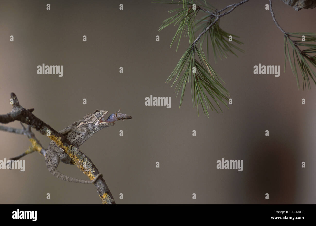 Caméléon européenne se nourrissant de séquence 22 sauterelle Chamaeleo chamaeleon Espagne Banque D'Images