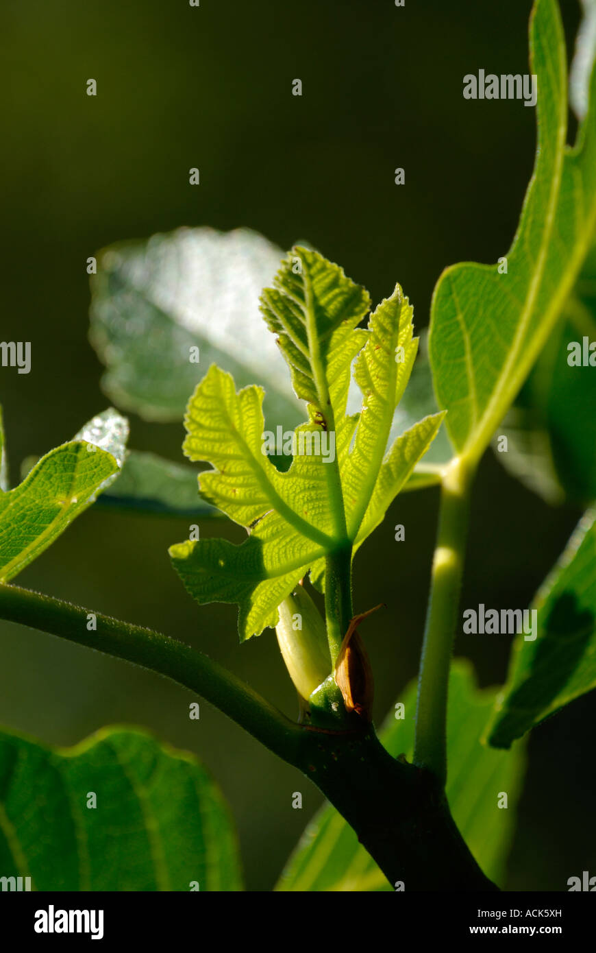 Latin, Ficus carica. Commun, Commun Figuier, Brown Turquie Fig/ des images détaillées des feuilles Banque D'Images