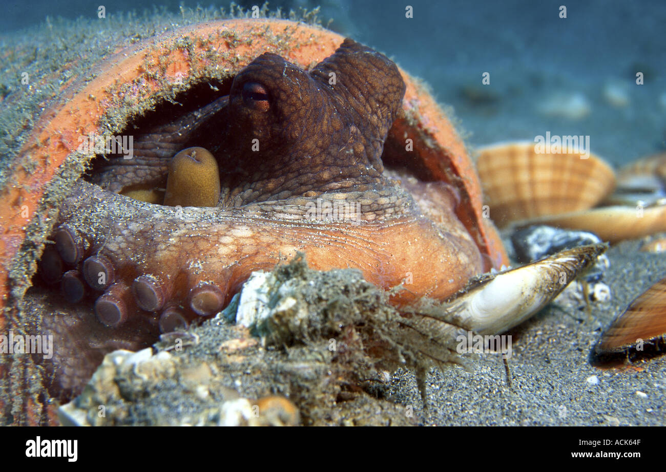 Poulpe commun se cachant dans Ancien tuyau sur des fonds marins de la Méditerranée, Octopus vulgaris Banque D'Images