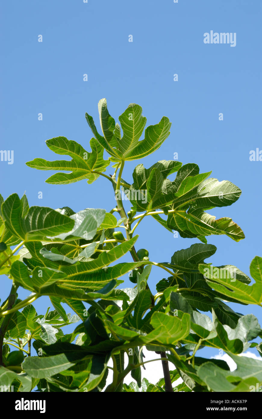 Latin, Ficus carica. Commun, Commun Figuier, Brown Turquie Fig/ des images détaillées des feuilles Banque D'Images