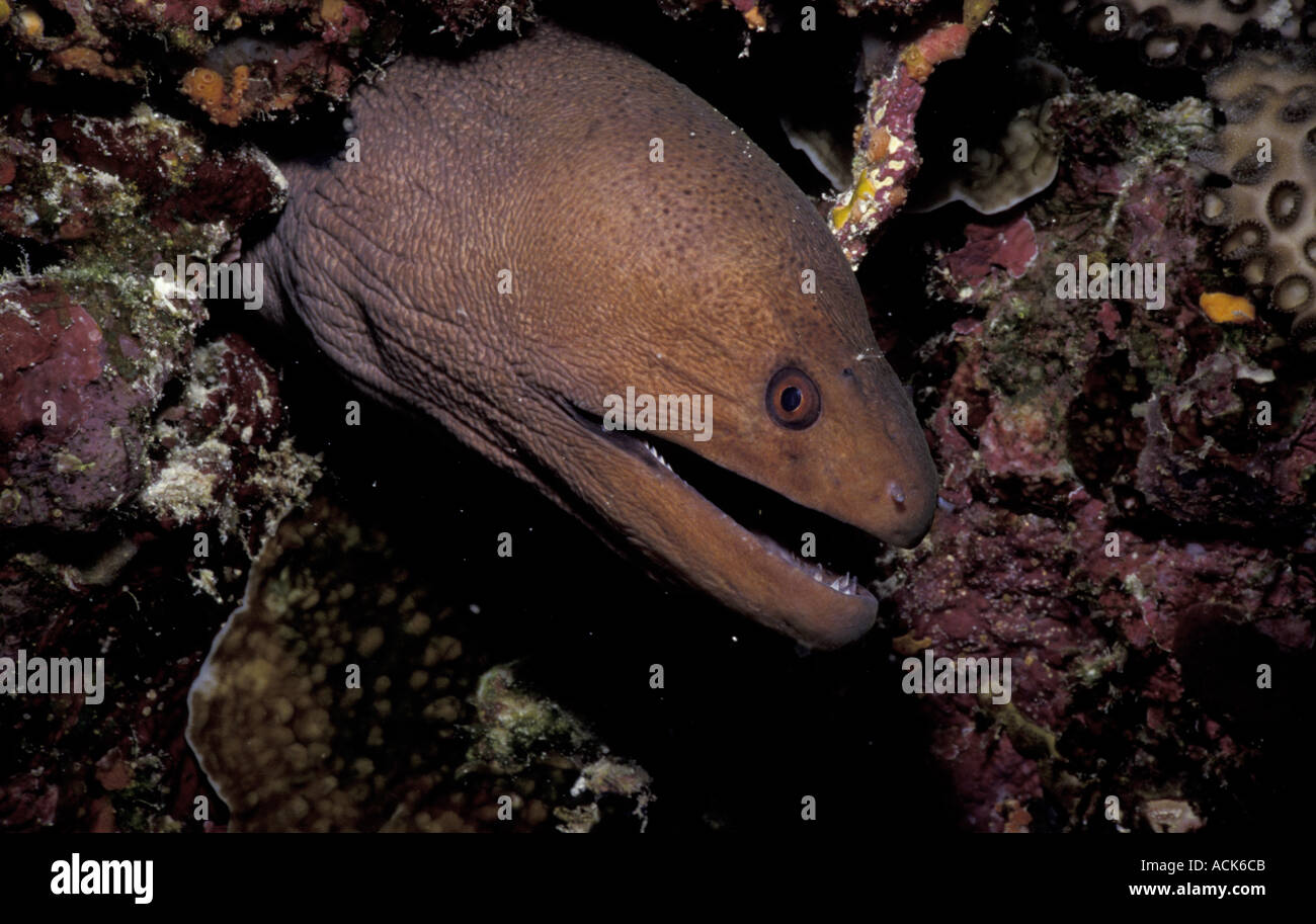 Murène géante Gymnothorax javanicus Maldives Banque D'Images