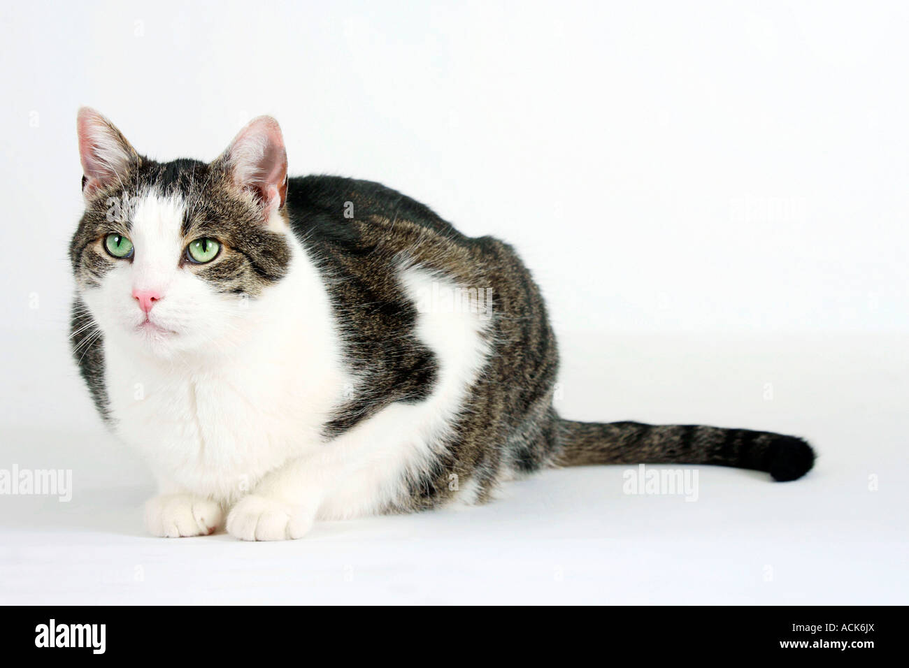 Chat domestique Banque D'Images